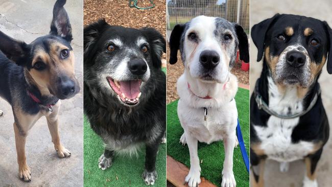 Supplied Editorial The RSPCA is desperately seeking to re-home almost 100 dogs.