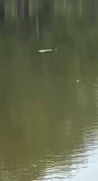 Croc spotted in Durack Lakes on Christmas Day