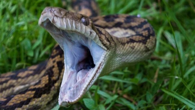 A python scrub bite is a common presentation to Cairns Hospital.