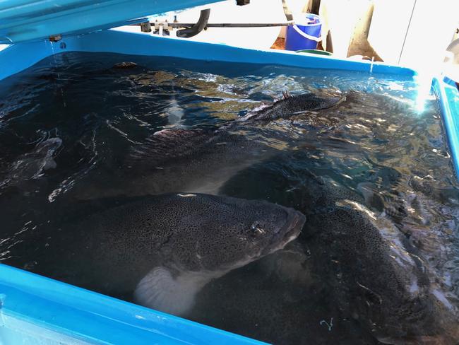 The operation has successfully relocated about 800 fish in the two week fish rescue operation.