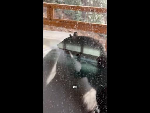 Hot tub hijinks as black bear opens lid and drinks from jacuzzi