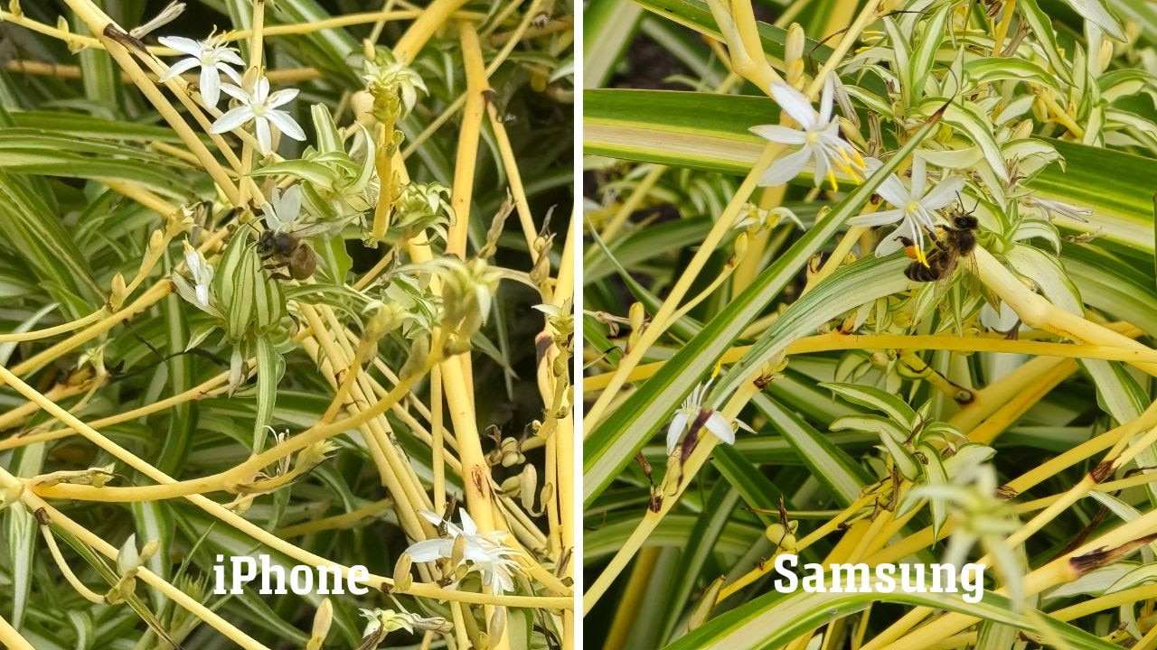 For this picture of a bee on a plant, it’s obvious that the winner is the Samsung. The picture is just so much more vibrant and the bee looks far more detailed. Picture: Supplied