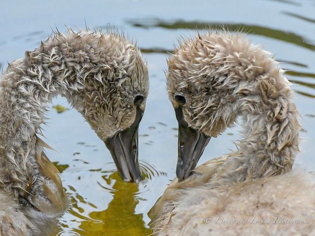 A sweet moment shared between the final two cygnetts. Picture: Lyn Fletcher