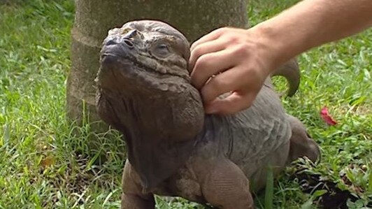 The “boop” spot. Picture: Bindi Irwin