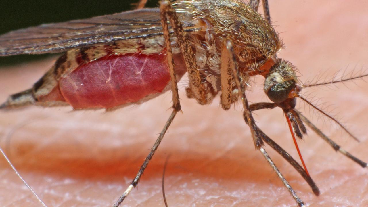 日本脳炎：北ビクトリアの男性が蚊ウイルスで死亡