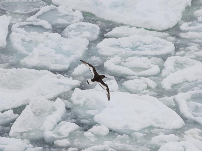 Antarctic petrel over pancake ice