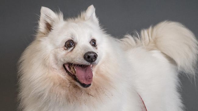 A japanese spitz (not this dog) was allegedly lifted in the air and strangled.