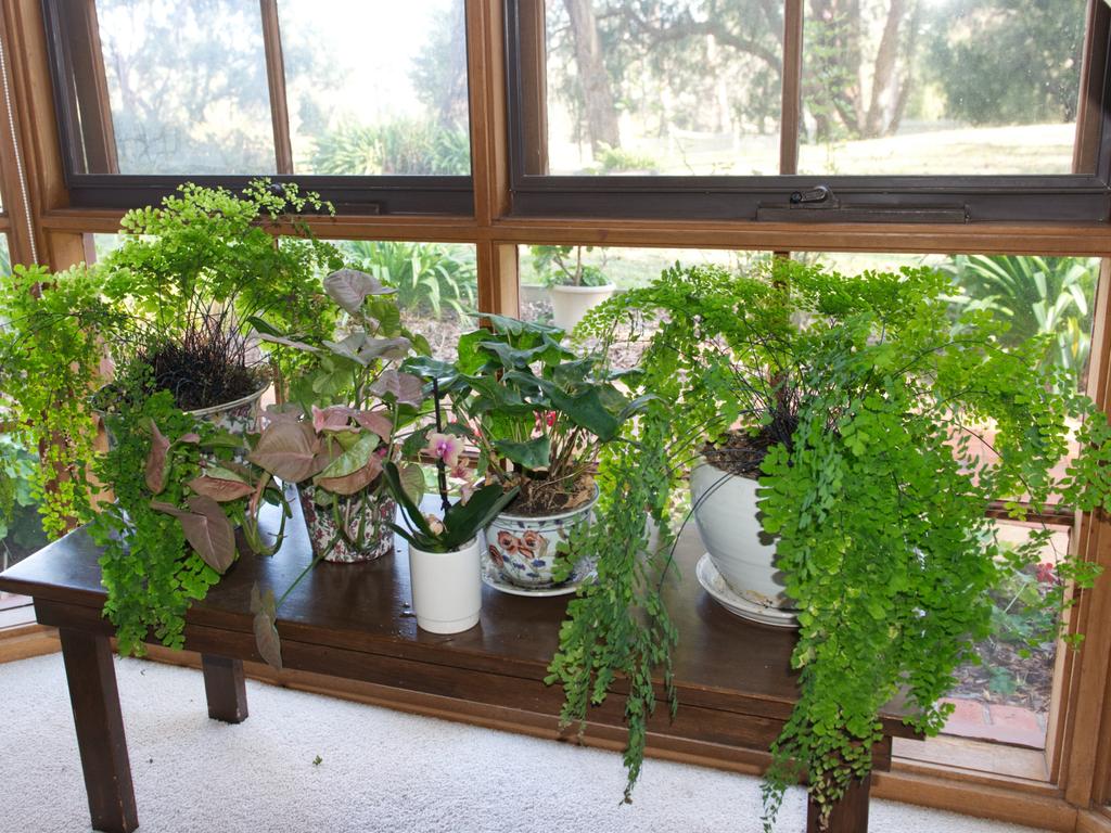 Sophie Thomson suggests using container plants to spruce up a rental. Picture: Fawcett Media.