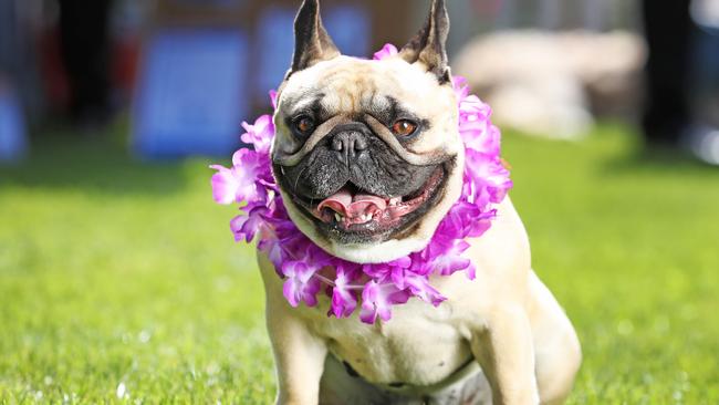 French bulldogs are another breed used by scammers. Picture: Zak Simmonds/News Regional Media.