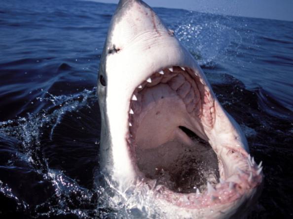 Great White Shark, Carcharodon Carcharias, on surface of the water with mouth wide open. (Photo by: Universal Images Group via Getty Images)