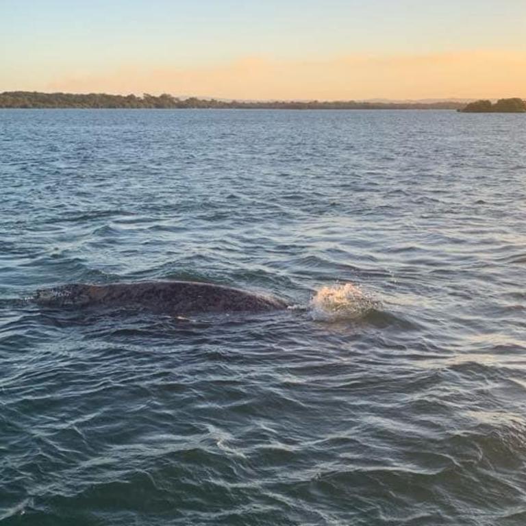 A humpback whale has been found dead on Bribie Island. Credit: Maritime Recovery Group