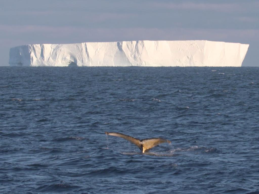 One of the humpback whales seen from RSV Nuyina on its first voyage to the Antarctic. Picture: Pete Harmsen/AAD