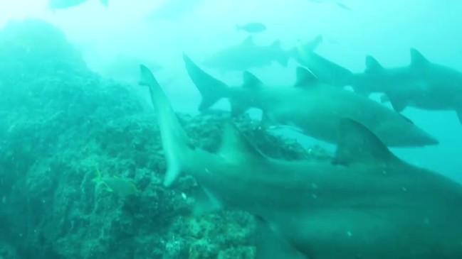 VIDEO 1: Pregnant grey nurse sharks swim gracefully at Wolf Rock