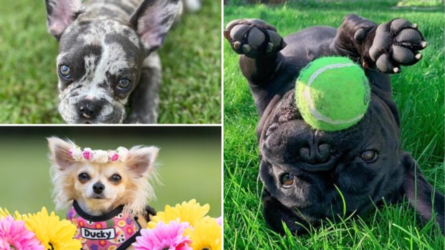 MEGA GALLERY: 100+ cute little dog pics