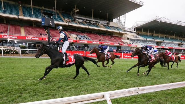 Sir Dragonet was brilliant winning the Cox Plate at Moonee Valley. Photo: George Salpigtidis/Racing Photos via Getty Images