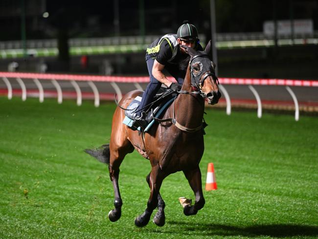 MELBOURNE, AUSTRALIA - AUGUST 20: Golden Boom during track gallops at Moonee Valley Racecourse on August 20, 2024 in Melbourne, Australia. (Photo by Vince Caligiuri/Getty Images)