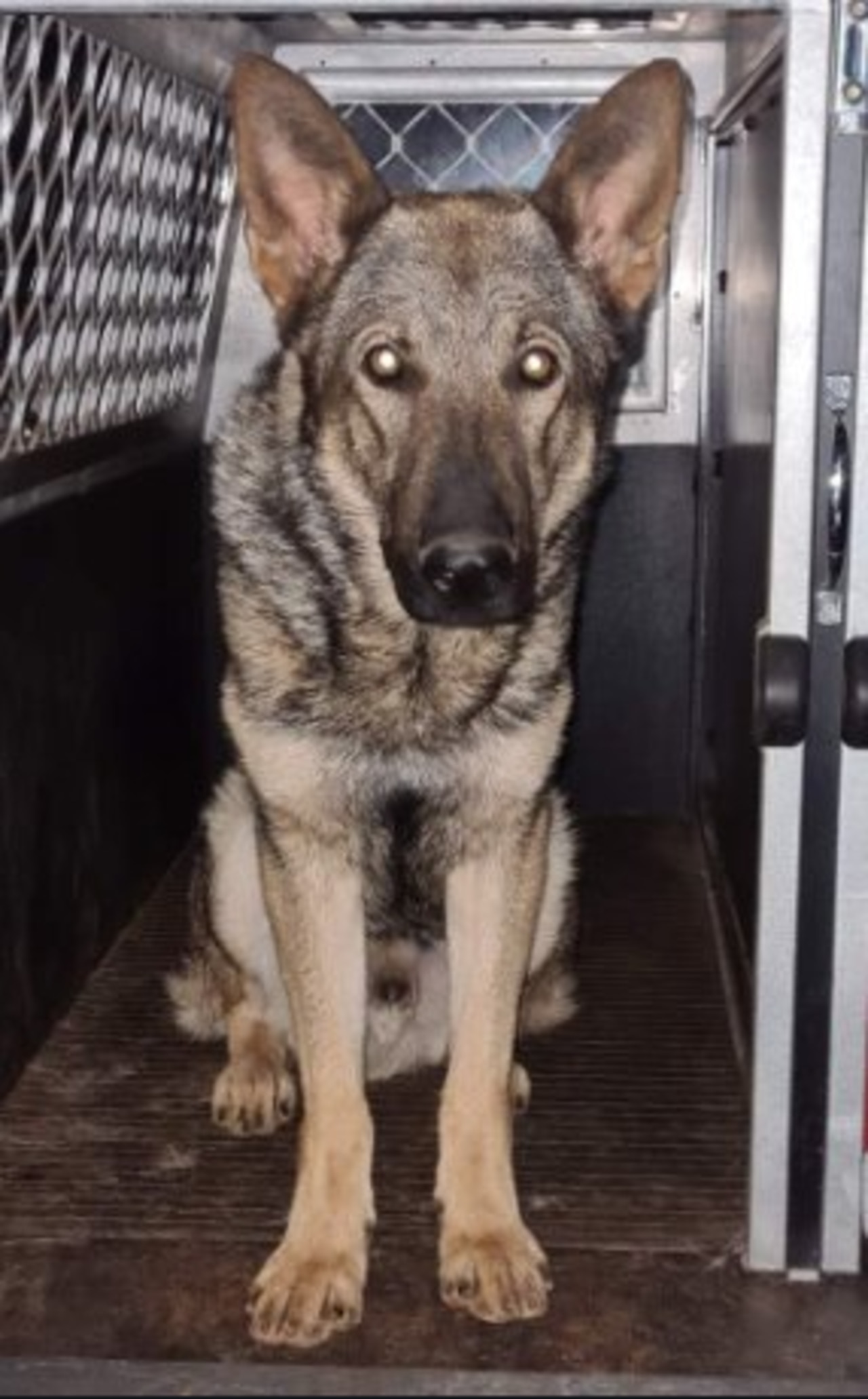 Police dog Turbo is recovering well. Picture: Queensland Police Service