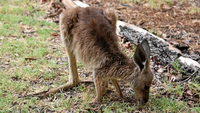 Dr Heather Gray moved to Mungallala in 2017 and transformed the old post office to a cafe with a twist, her passion is providing sanctuary for injured or orphaned joeys. Picture: Ellen Ransley