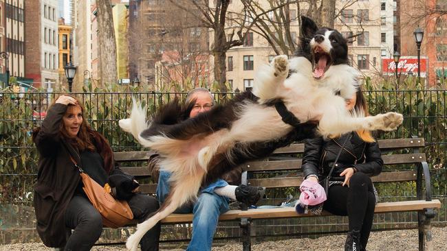 The Comedy Pet Photography Awards 2023Chris Porsz from PETERBOROUGH, United Kingdom.Title: Barking!Description: In March 2019 I was sat in the Union Sq New York dog run when I spotted a lady with a pink bag on her hand ( to keep her hand clean) throwing a ball to her dog which was sat down facing her. The dog then launched itself and flipped in mid air to face me and snap! As you can see the lady with her  hand on her head was as surprised as me and I think she is saying phew! I have searched in vain via the NY media to find the owner so that I can send her a copy. No joy so I am hoping this Pet Comedy competition can help me find the mystery woman and her leaping dog. You never know!  Animal: Border Collie Location of shot: Union Sq, New York