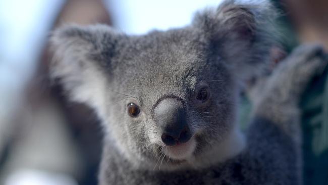 A special tree planting of dwarf gum trees across the Moreton Bay Region to help koala population. Hicup the Koala. Picture: Bradley Cooper