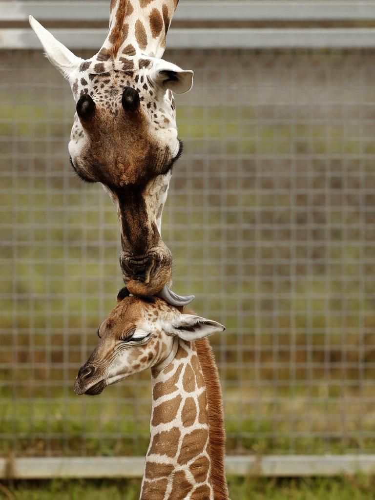 Giraffe Oni with her first baby, a 4-week-old boy at the Mogo Wildlife Park. Picture: Jonathan Ng