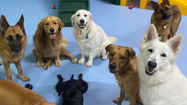 Doggy daycare fun at the Doggie Adventure Play House in Buderim on the Sunshine Coast. Picture: instagram.com/doggieadventureplayhouse