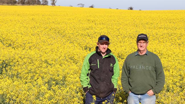 Mellow yellow: Berriwillock farmers Anthony and Garry Bibby in their canola.