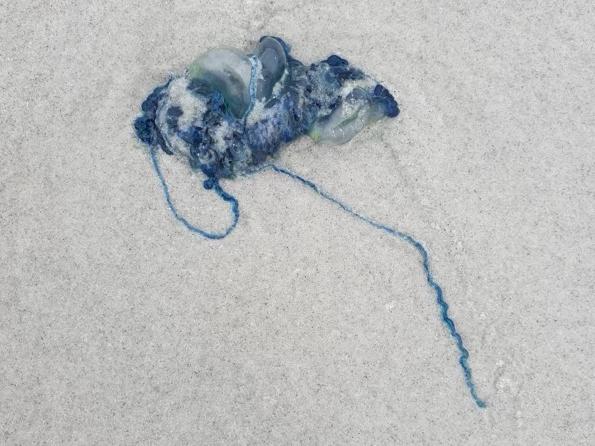 Bluebottles washed ashore on Redbill Beach, Bicheno. Picture: Libby Sutherland