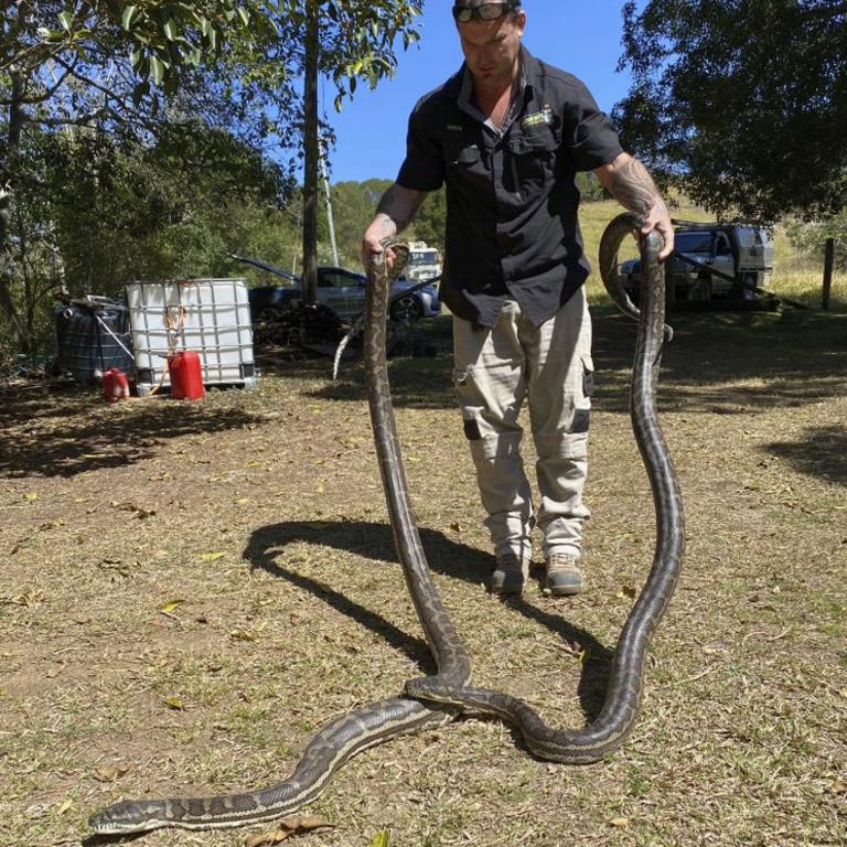 In this photo provided by Steven Brown, Steven handles 2 python snakes at a home in Laceys Creek, Australia, Monday, Aug. 31, 2020. The home owner, David Tait, returned home and was surprised to discover that his kitchen ceiling had collapsed under the weight of two large pythons apparently fighting over a mate. (Steven Brown/Brisbane North Snake Catchers and Relocation via AP)