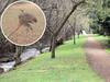 Wallaby head mounted on tree in ‘barbaric’ act