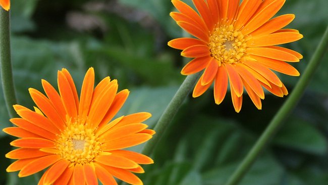 Old-time gerberas stem pest attacks | The Courier Mail