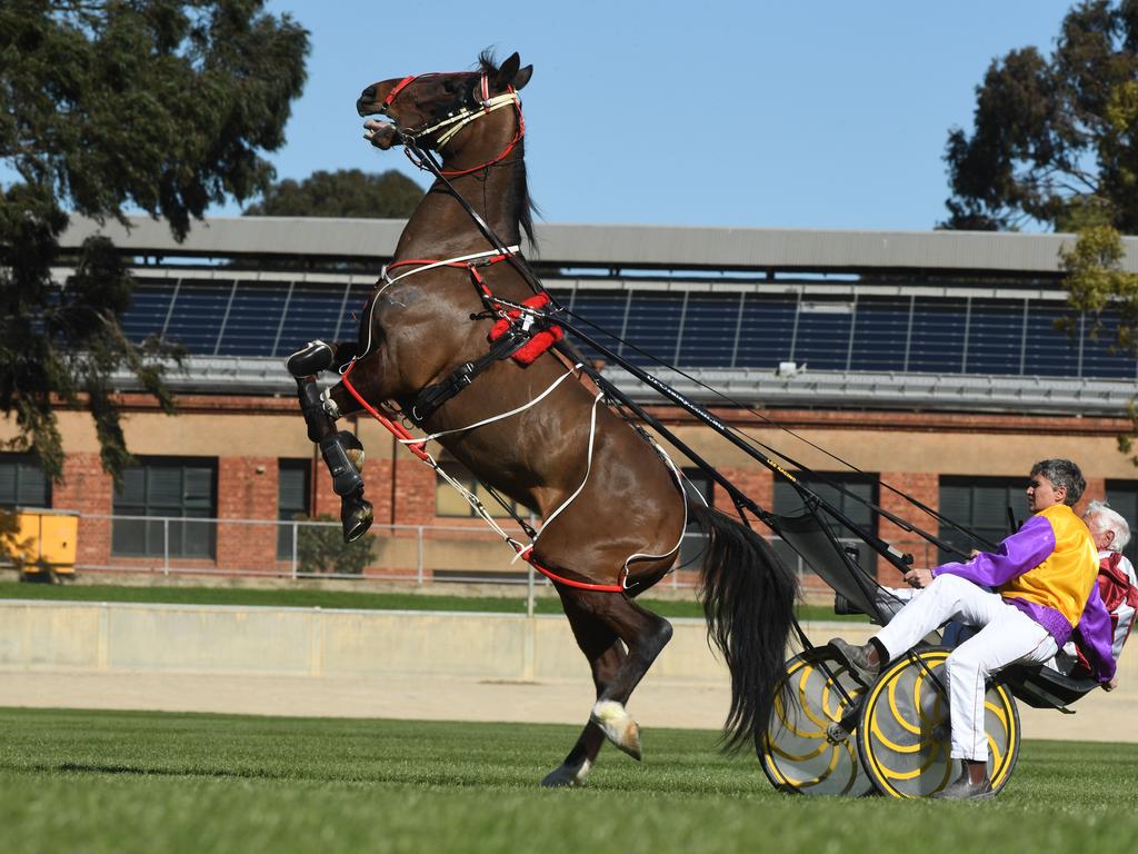 Parts of the Wayville showgrounds are also being explored where horses and other equestrian events have occurred, but that would only be a temporary measure. Photo Tom Huntley