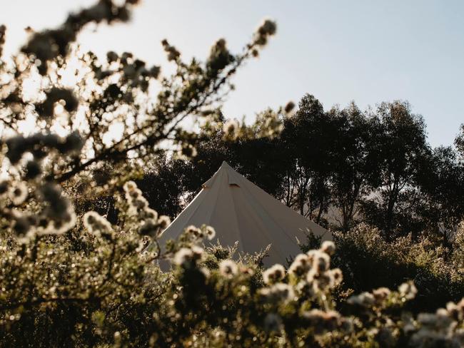 One of Little Beach Co’s bell tents among the kunzea. Picture: Supplied