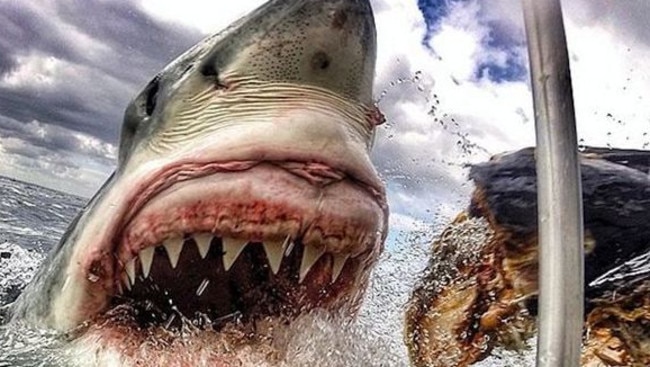 CREDIT: INSTAGRAM/ab_roo Is this the best shark picture EVER? Teacher snaps extreme close-up of snarling great white on GoPro