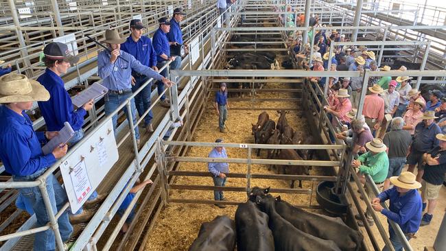 selling action at the female sale at Wodonga where cows and calves topped at $4160 for a pen of 16 Angus, calves five to six months.