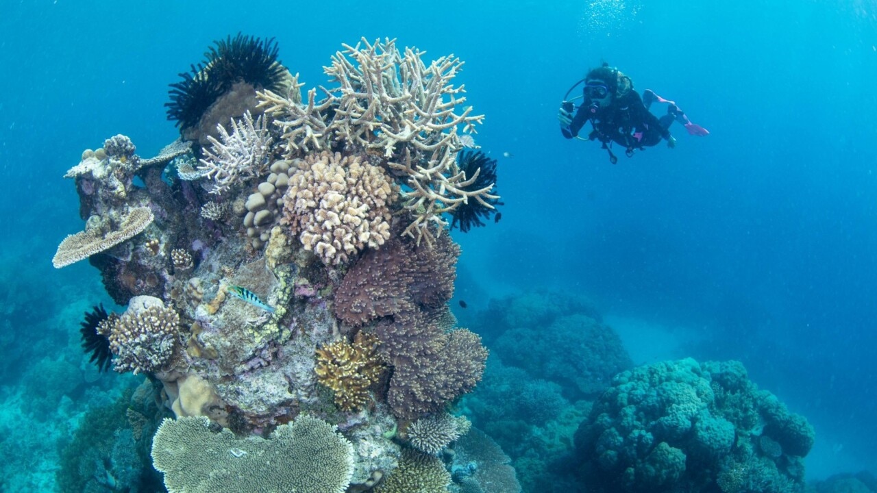 Queensland researchers find potential solution to coral loss on the Great Barrier Reef