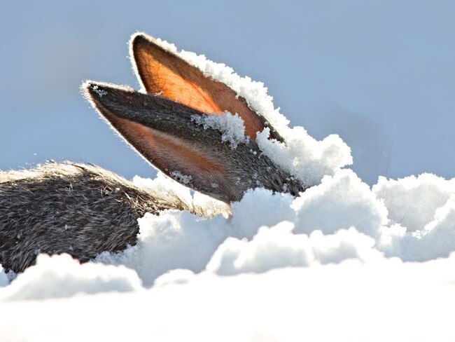 Snow bunnies: Cold, wet and stormy Easter ahead for Tassie