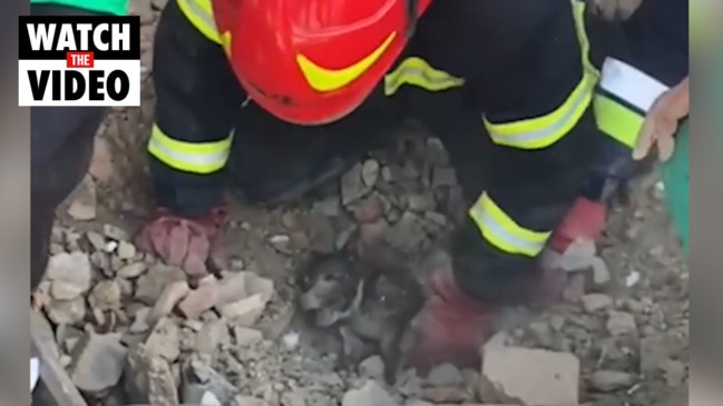 Dog rescued from rubble, reunited with owner in Ukraine