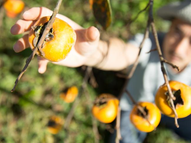 farmer picking persimmons from the tree . iStock