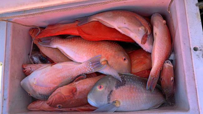 CAUGHT: Queensland Boating and Fisheries Patrol officers conducted a compliance blitz which netted undersized and excess Red Throat Emperor and Tusk Fish at Gladstone and 1770. Picture: Contributed