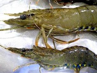 Sunshine Coast bait suppliers and fishers have been given a timely reminder not to move raw prawns from exclusion zones after a man was fined $10,000.