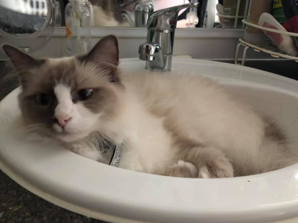 Luna. Only place she’ll sleep... Picture: Mary Mungo. Coolest Cat photo competition. Quest Community News and Courier Mail RCN