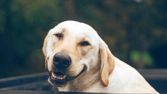 Does de-sexing change a dog's behaviour? Picture: Jonathan Daniels on Unsplash