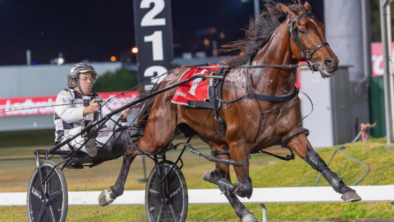 Superstar pacer Leap To Fame will chase more Inter Dominion glory at Albion Park later this year. Picture: Dan Costello