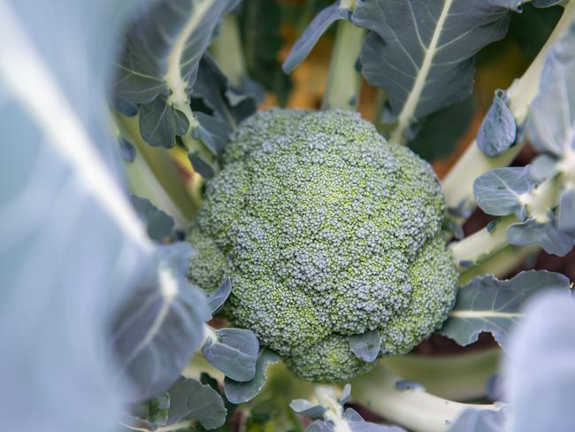 Broccoli almost ready for picking. Broccoli Generic. PHOTO: Ali Kuchel