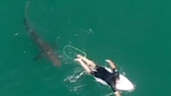 A drone caught this shark circling Matt Wilkinson in Sharpes Beach in Ballina.