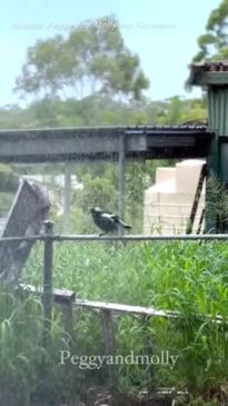 'Never forget': Sad video after magpie seized