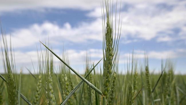 The Kremlin’s coffers have been bolstered by wheat exports following the invasion of Ukraine. Picture: AFP