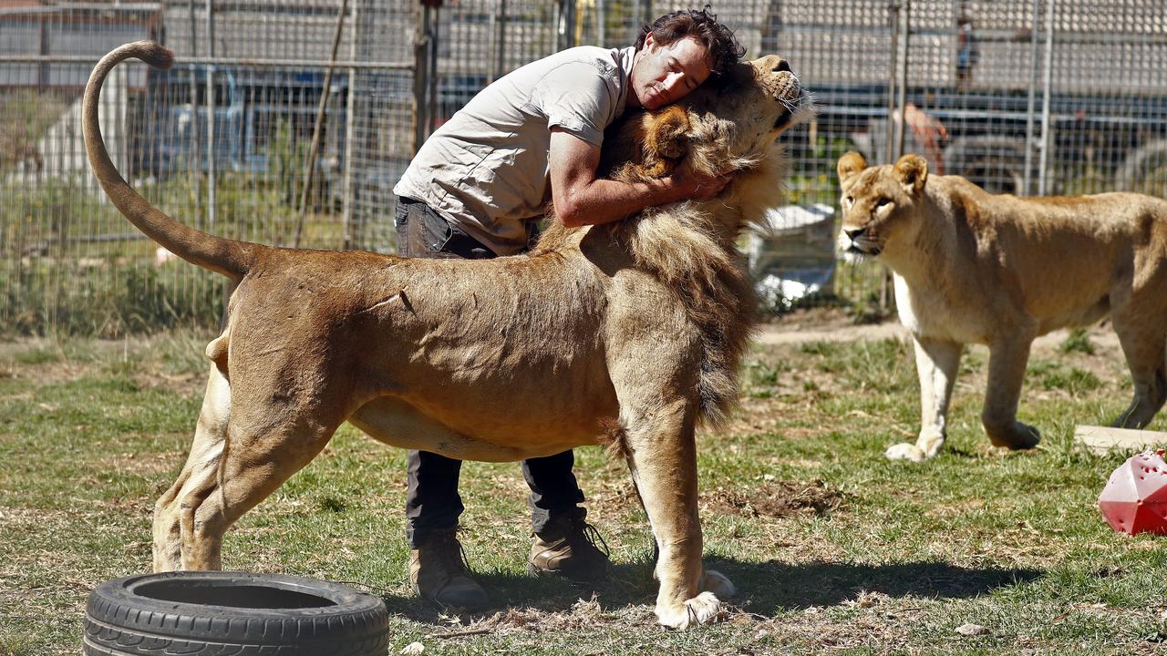 Six Stardust Circus Lions Move To Central Coast Zoo For Their 