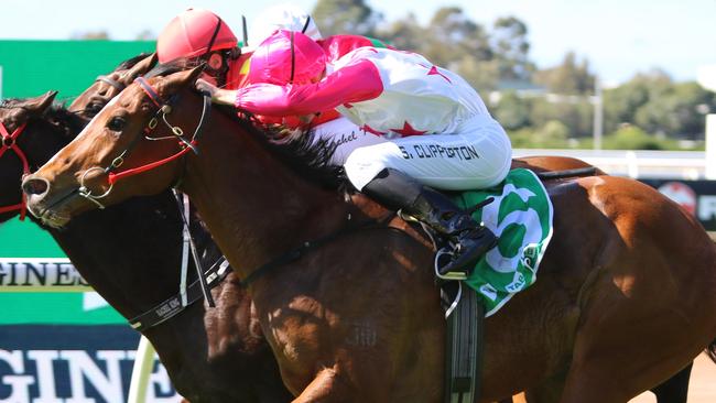 Zaru (outside) looks a good chance in the TAB Highway. Picture: Grant Guy